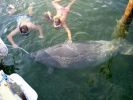 Schnorcheln mit Manatee